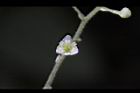 木防己-雌花21.jpg