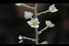 木防己-雌花22.jpg