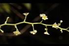 木防己-雌花序03.JPG