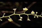 木防己-雌花序04.JPG