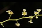 木防己-雌花序05.JPG