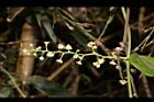 木防己-雌花序06.JPG