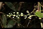 木防己-雌花序07.JPG