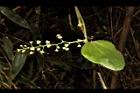 木防己-雌花序11.JPG