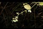 木防己-雌花序13.JPG