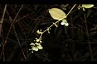 木防己-雌花序14.JPG