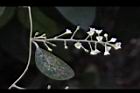木防己-雌花序24.jpg