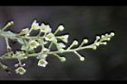 木防己-雌花序25.jpg