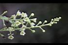 木防己-雌花序26.jpg