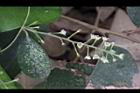 木防己-雌花序28.jpg