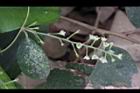 木防己-雌花序29.jpg