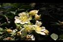 木麒麟-花05.JPG