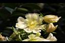 木麒麟-花08.JPG