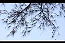 木麻黃-實01.jpg