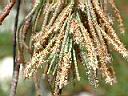 木麻黃-雄花04.JPG
