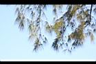 木麻黃-實09.JPG