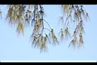 木麻黃-實10.JPG