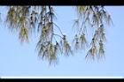木麻黃-實11.JPG