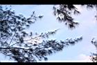 木麻黃-葉03.JPG