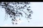 木麻黃-葉07.JPG