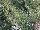 木麻黃-雄花05.jpg