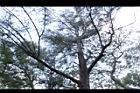 木麻黃40.JPG