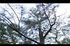 木麻黃41.JPG