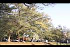 木麻黃43.jpg