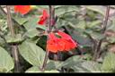 朱唇花-花10.JPG