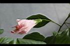 愛蜜莉扶桑4.jpg