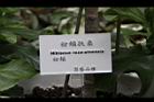 粉頰扶桑20.jpg