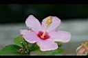 朱槿-花25.JPG