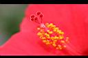 朱槿-花蕊0.JPG