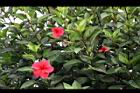 朱槿-花07.jpg