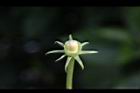 朱槿-花萼0.jpg