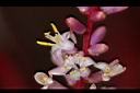 朱蕉-花00.jpg