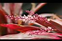 朱蕉-花03.jpg