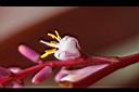 朱蕉-花06.jpg