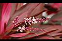 朱蕉-花07.jpg