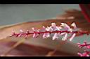 朱蕉-花10.jpg