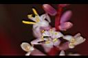 朱蕉-花11.jpg