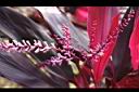 朱蕉-花17.jpg