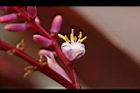 朱蕉-花05.jpg