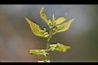 朴樹-雌雄花2.jpg