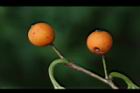 朴樹-實28.JPG