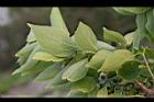 朴樹-葉01.jpg