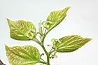 朴樹-雌花06.JPG