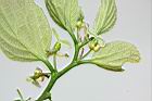朴樹-雌花11.JPG