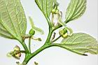 朴樹-雌花13.JPG