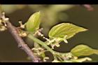 朴樹-雌花14.jpg
